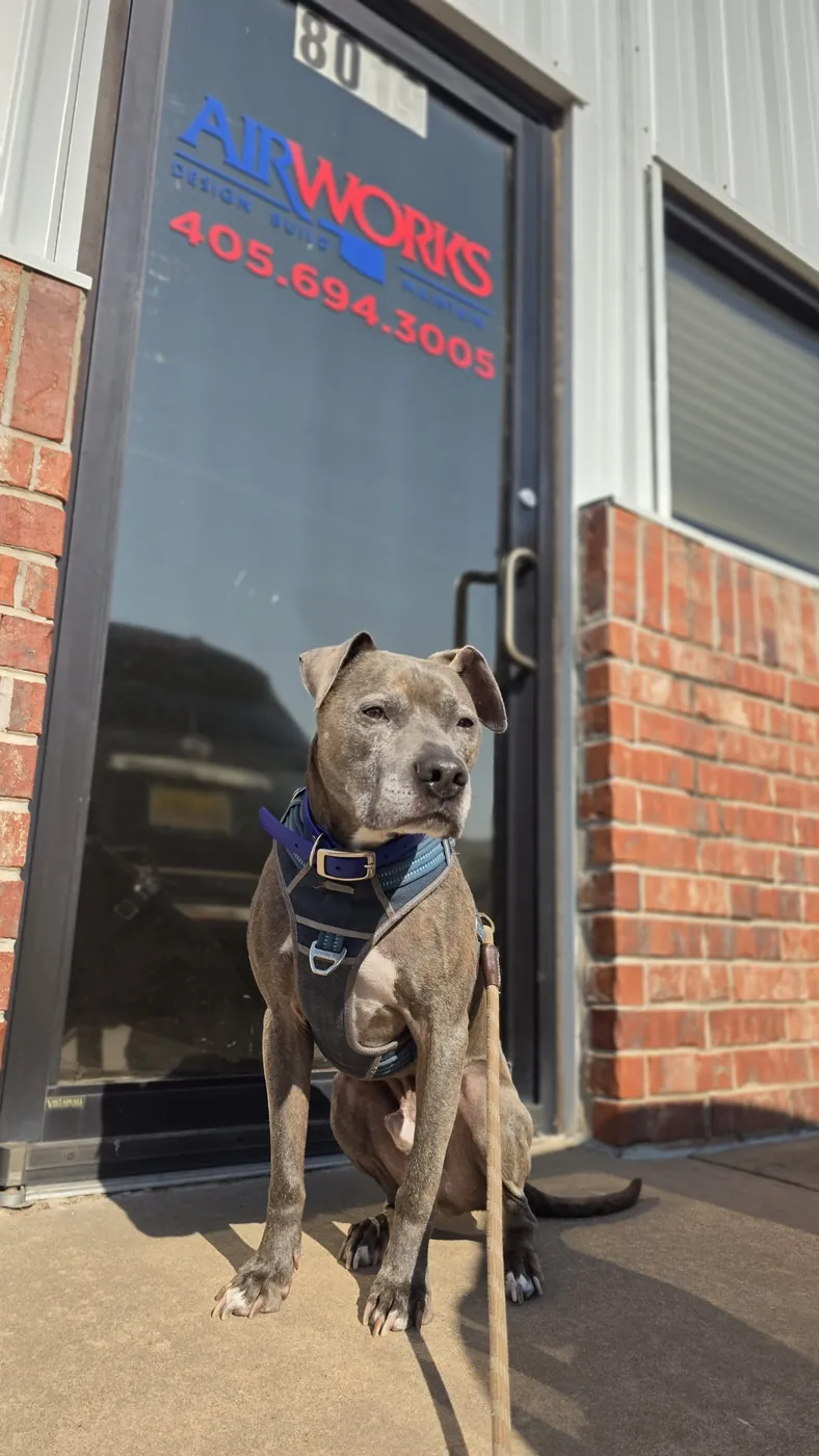 The Air Works team dog greeting visitors outside the Air Works shop in Oklahoma City